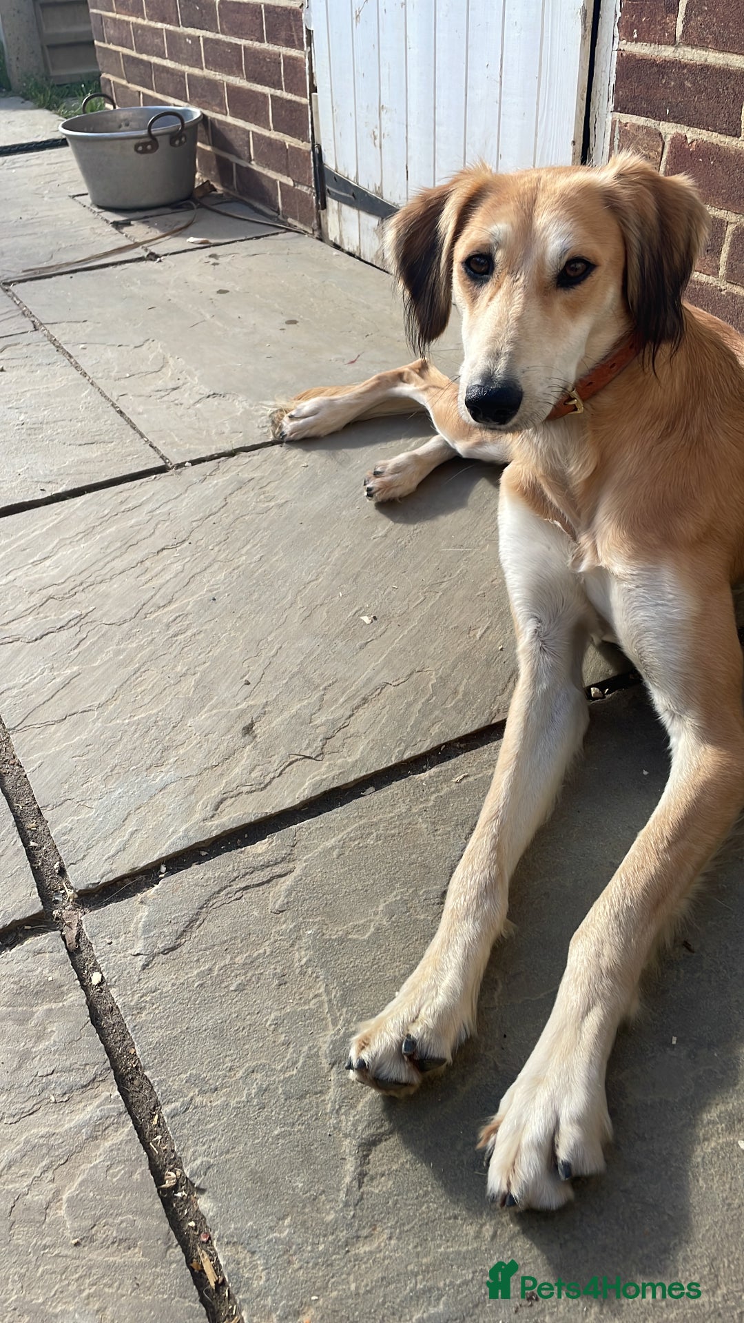 Mixed Breed dogs for sale: Lurcher puppies  - Image 20
