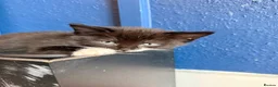 Mixed Breed cats for sale: British short hair x ginger tabby  in Reading - Advert 2