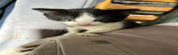Mixed Breed cats for sale: Adorable farm kittens - Advert 13