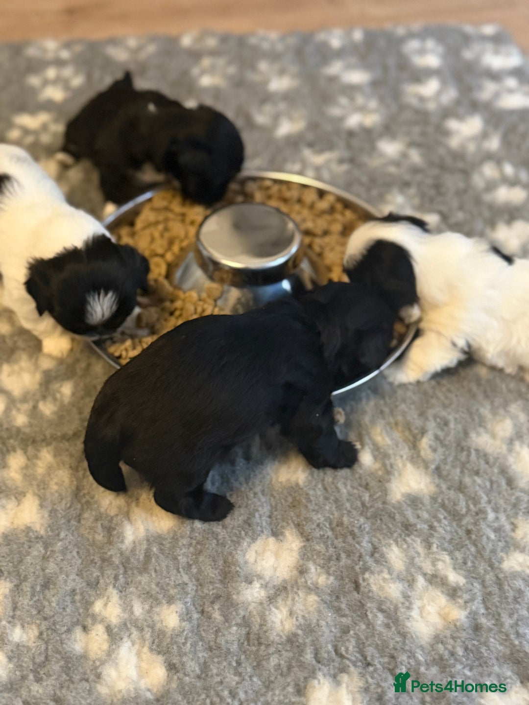 Lhasa Apso dogs for sale: Stunning kc registered Lhasa apso pups - Image 10