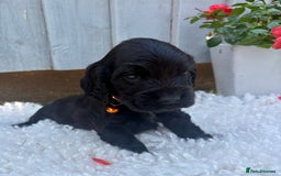 Cocker Spaniel dogs for sale: show type cocker spaniels puppies * ready now  - Image 15