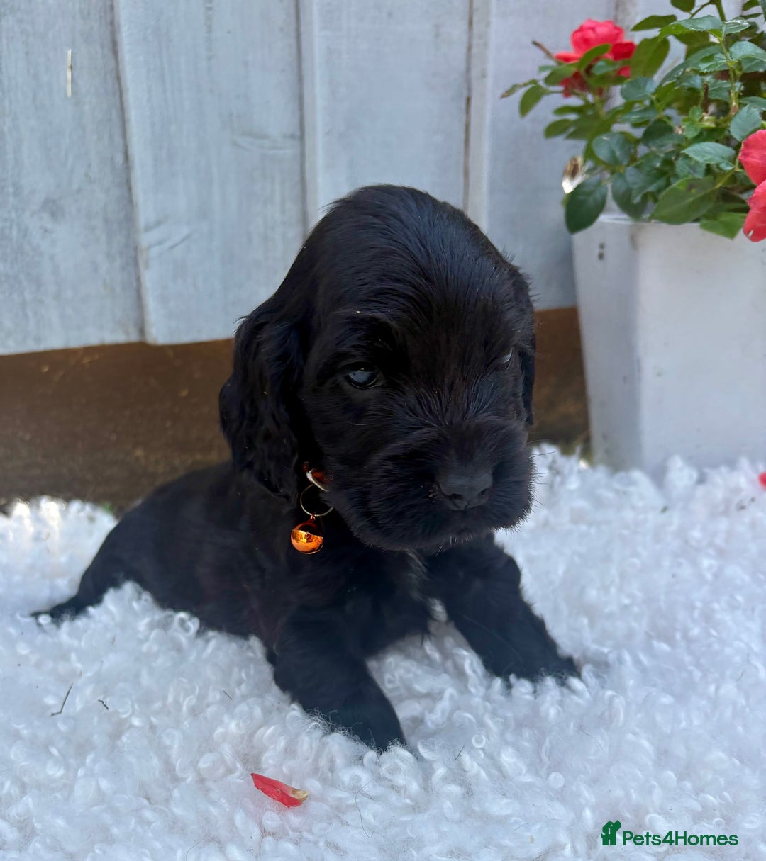Cocker Spaniel dogs for sale: show type cocker spaniels puppies * ready now  - Image 15