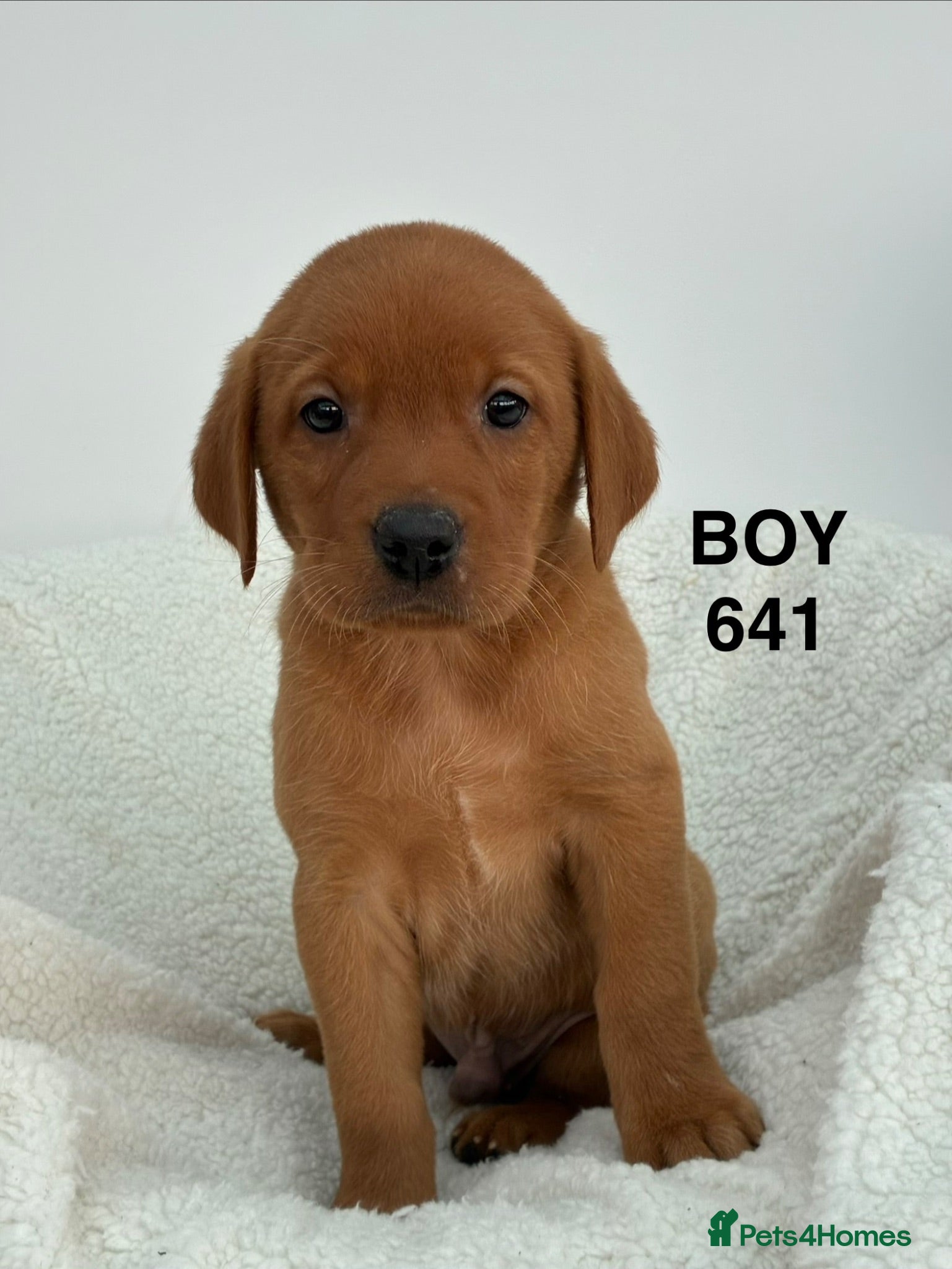 Labrador Retriever dogs KC Labrador Puppies Available  - Advert 15