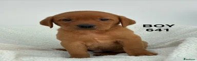 Labrador Retriever 1