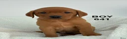 Labrador Retriever dogs for sale: Fully vaccinated KC Labradors - Advert 21