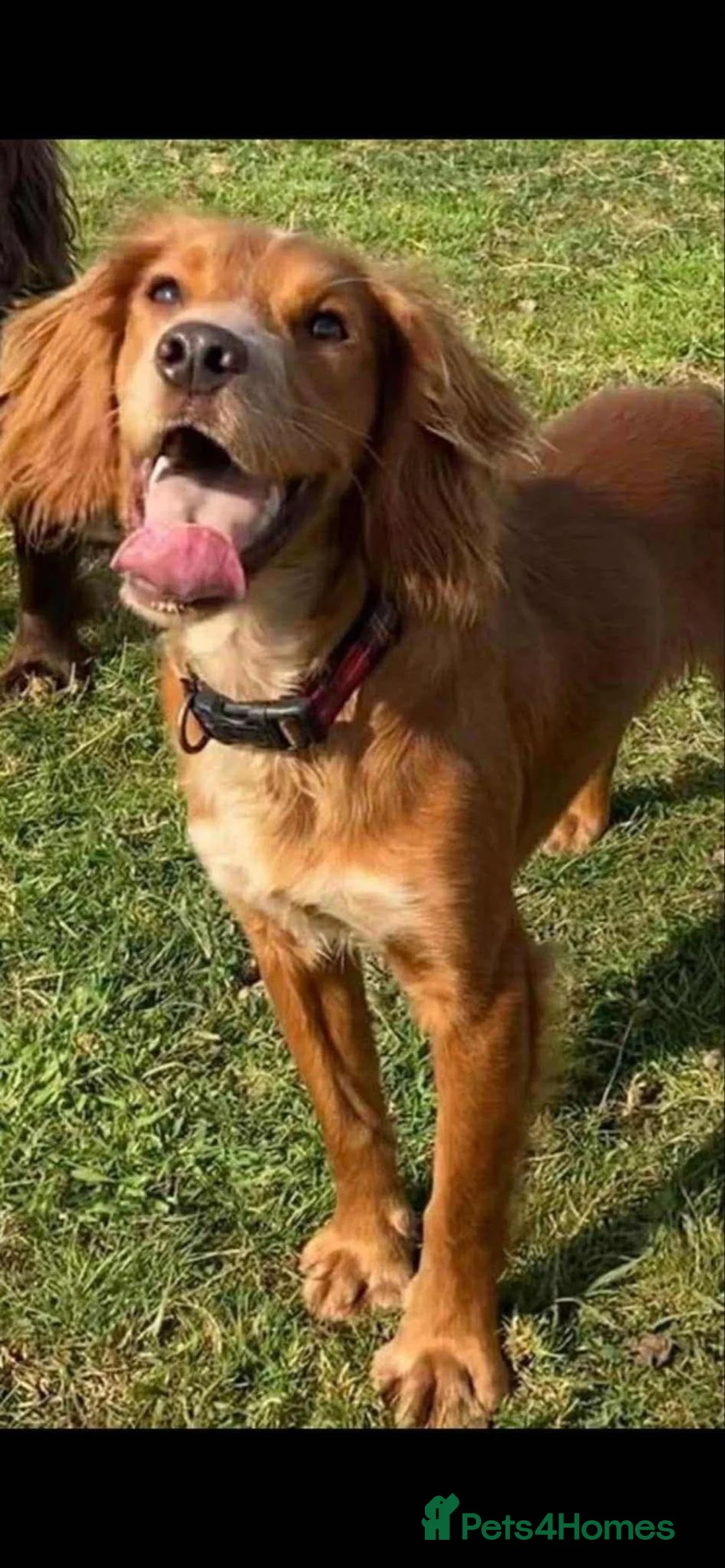 Cocker Spaniel dogs for sale: Kc registered working cocker spaniel puppies in Dalry - Advert 2