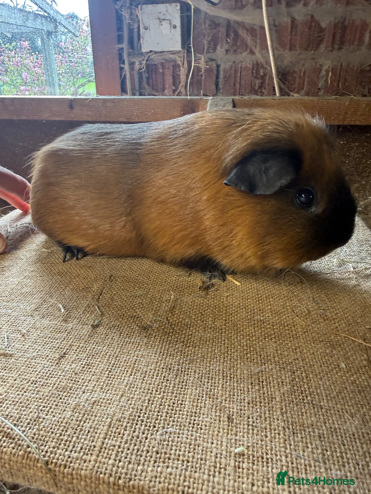 Guinea Pig rodents Pure bred Californian & Swiss guinea pigs - Advert 20