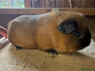 Guinea Pig rodents Pure bred Californian & Swiss guinea pigs - Advert 20