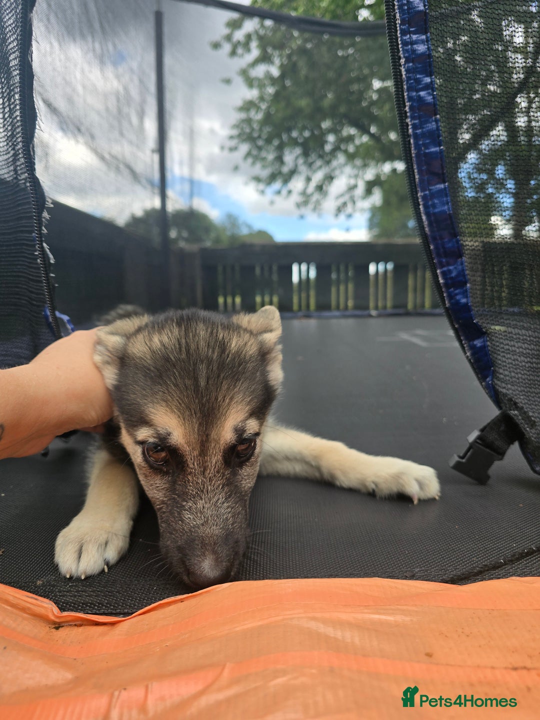 Mixed Breed dogs for sale: Female Shepkita Puppy - Image 10