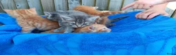 Mixed Breed cats for sale: Kittens for new homes in Ilminster - Advert 7