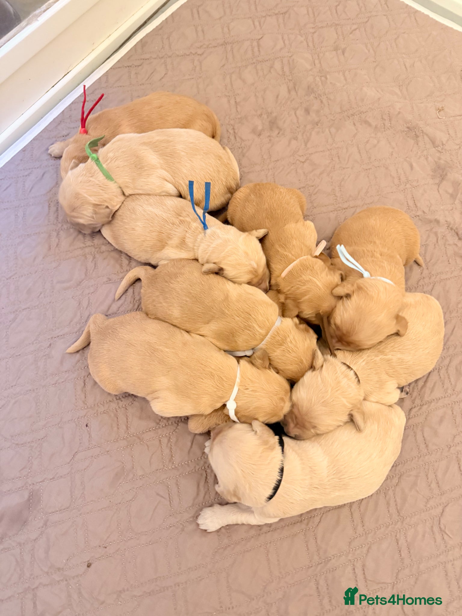 Golden Retriever dogs for sale: Beautiful Golden Retriever Puppys - Advert 16