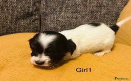 Mixed Breed dogs for sale: Adorable doxiepoo puppies  - Image 13