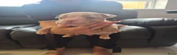 American Bully dogs for sale: American pocket bullies  - Advert 5