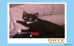 Mixed Breed cats for adoption: Dapper Wee Onyx - Advert 4
