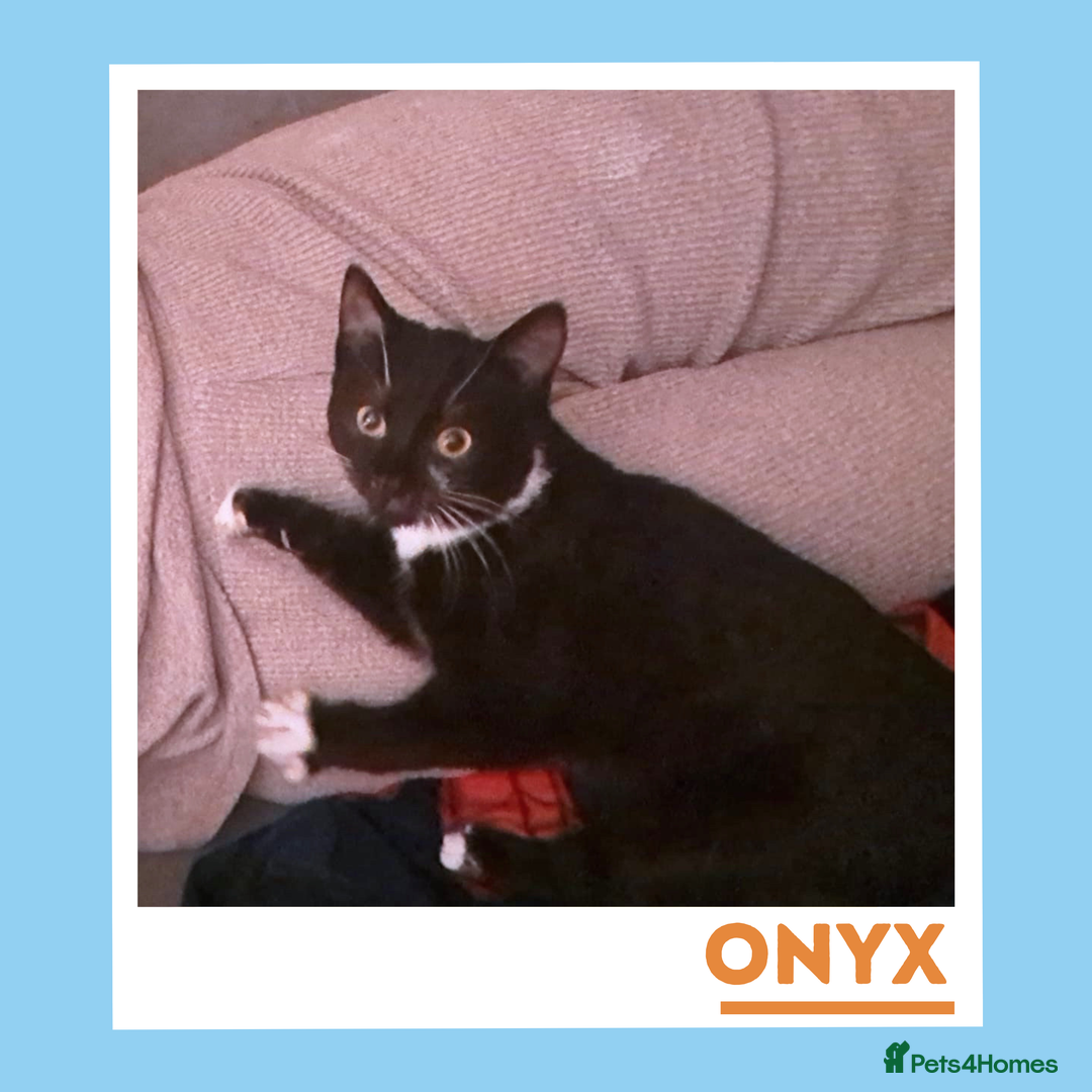 Mixed Breed cats for adoption: Dapper Wee Onyx - Advert 4