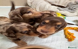 Miniature Dachshund dogs for sale: Miniature Long Haired Dachshund **Last Boy** in Saint Helens - Image 21