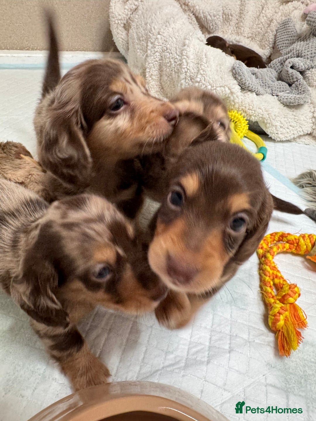 Miniature Dachshund dogs for sale: Miniature Long Haired Dachshund **Last Boy** in Saint Helens - Image 21
