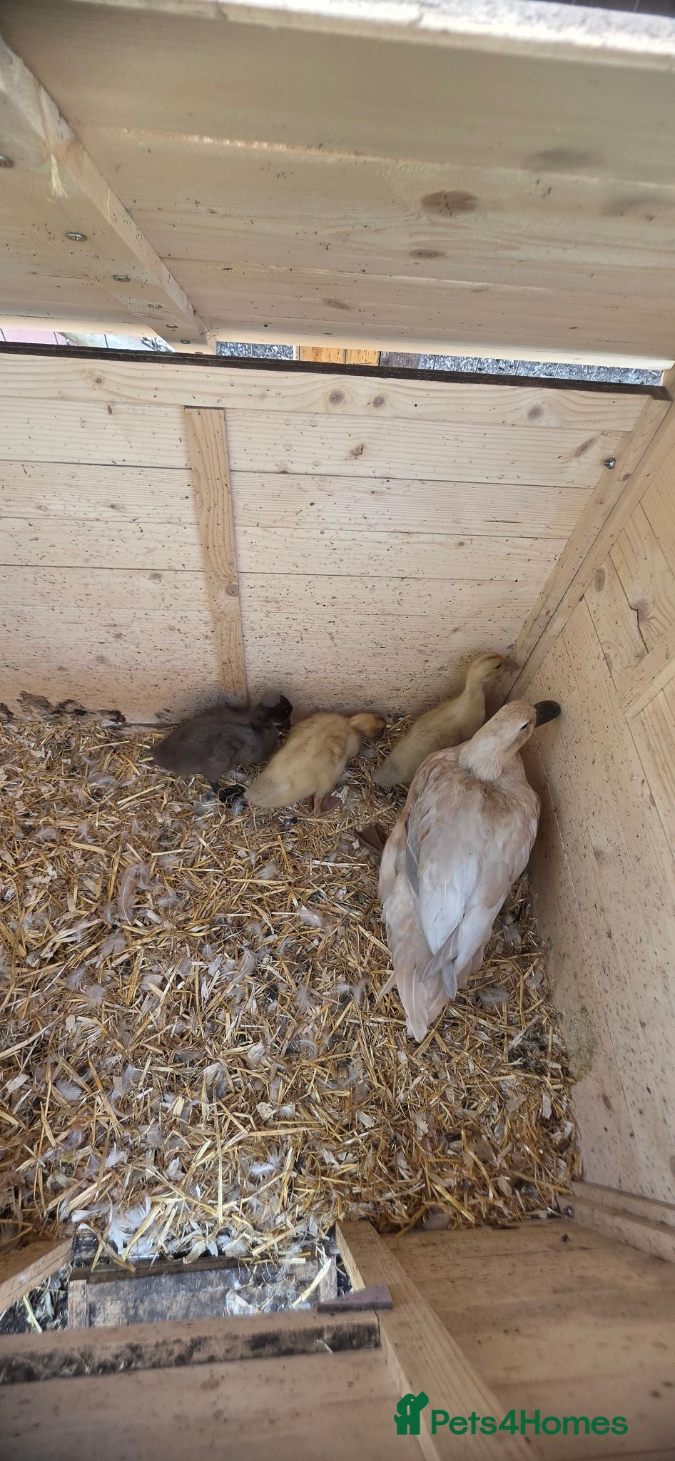 Ducks poultry Family for sale  - Advert 1
