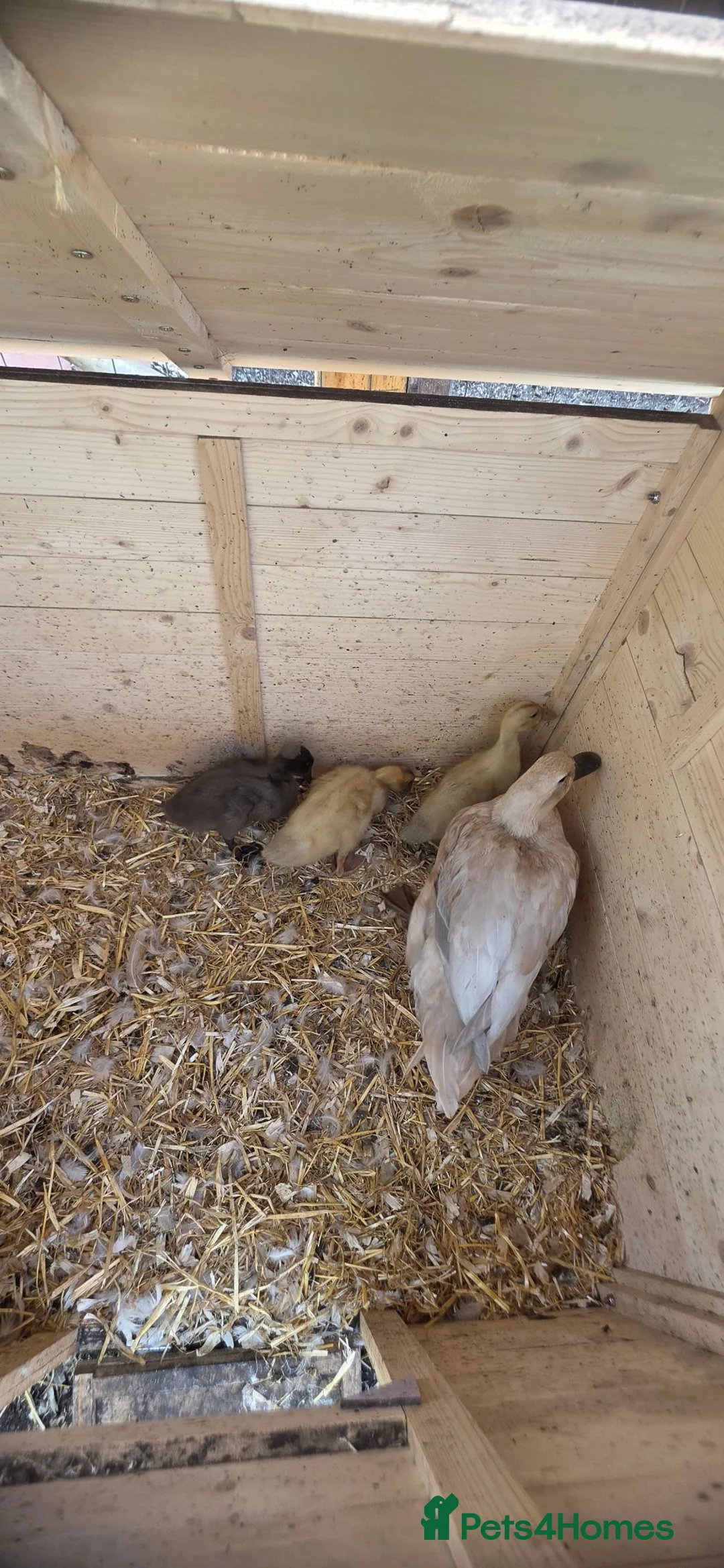 Ducks poultry for sale: Family for sale  - Advert 1