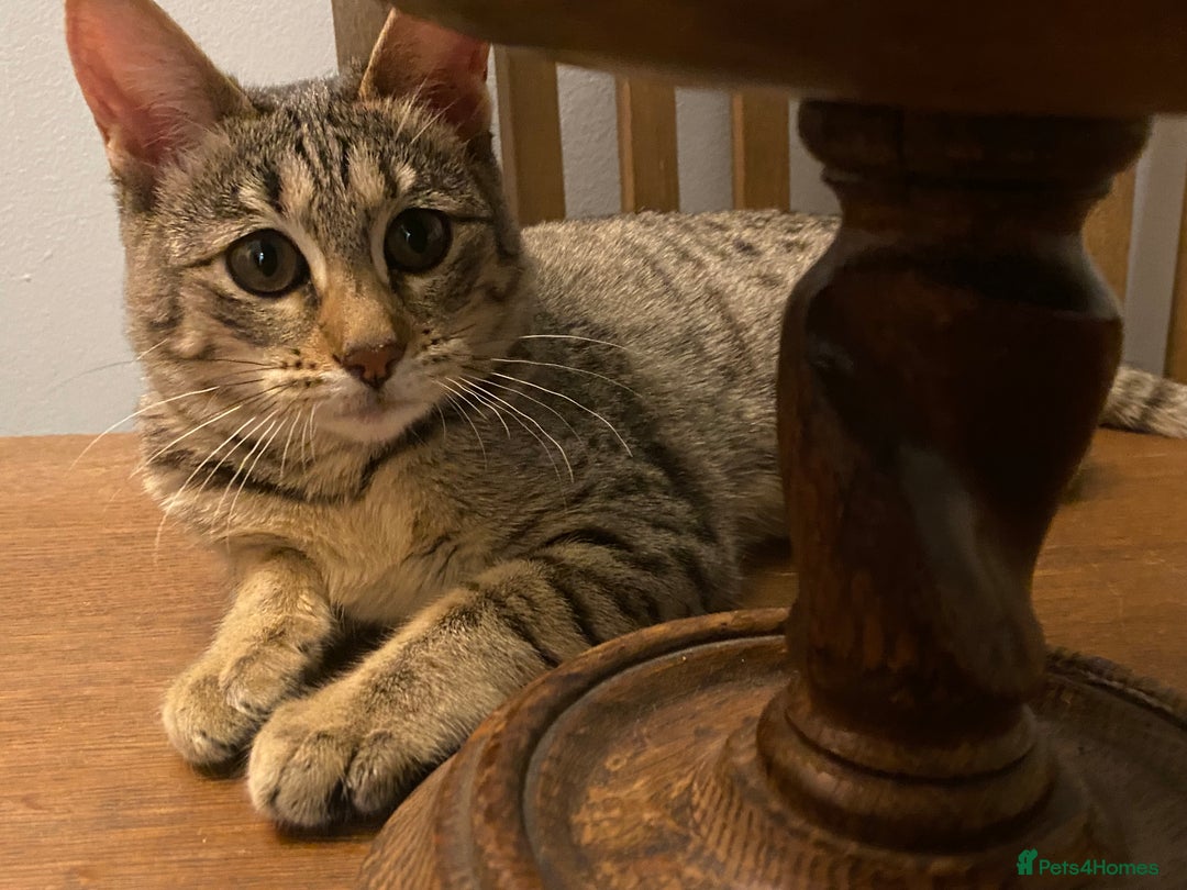 Savannah cats for sale: PDGREE BROWN SPOT  LOVIN SAVANNAH GIRL F5SBT - Advert 18