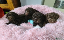 Cavapoo dogs for sale: Chocolate F1B Cavapoos. Health Tested.  - Image 4