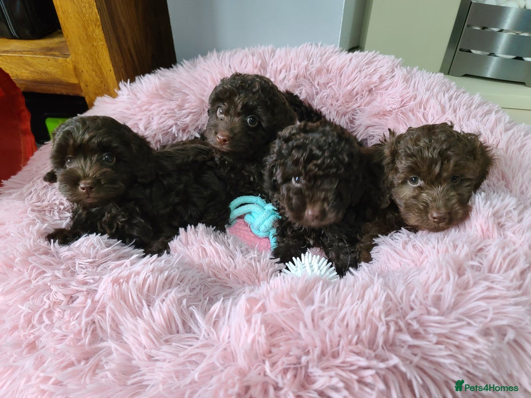 Cavapoo dogs for sale: Chocolate F1B Cavapoos. Health Tested.  - Image 4