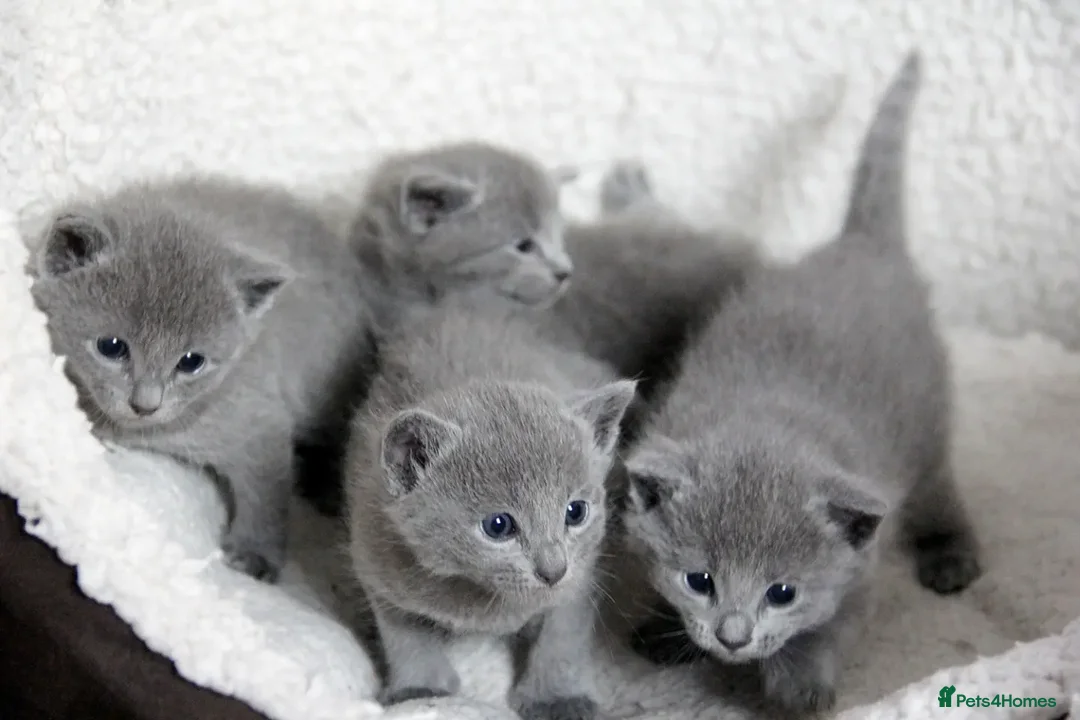 Russian Blue cats for sale: Pure Russian Blue Kittens Available  - Advert 2