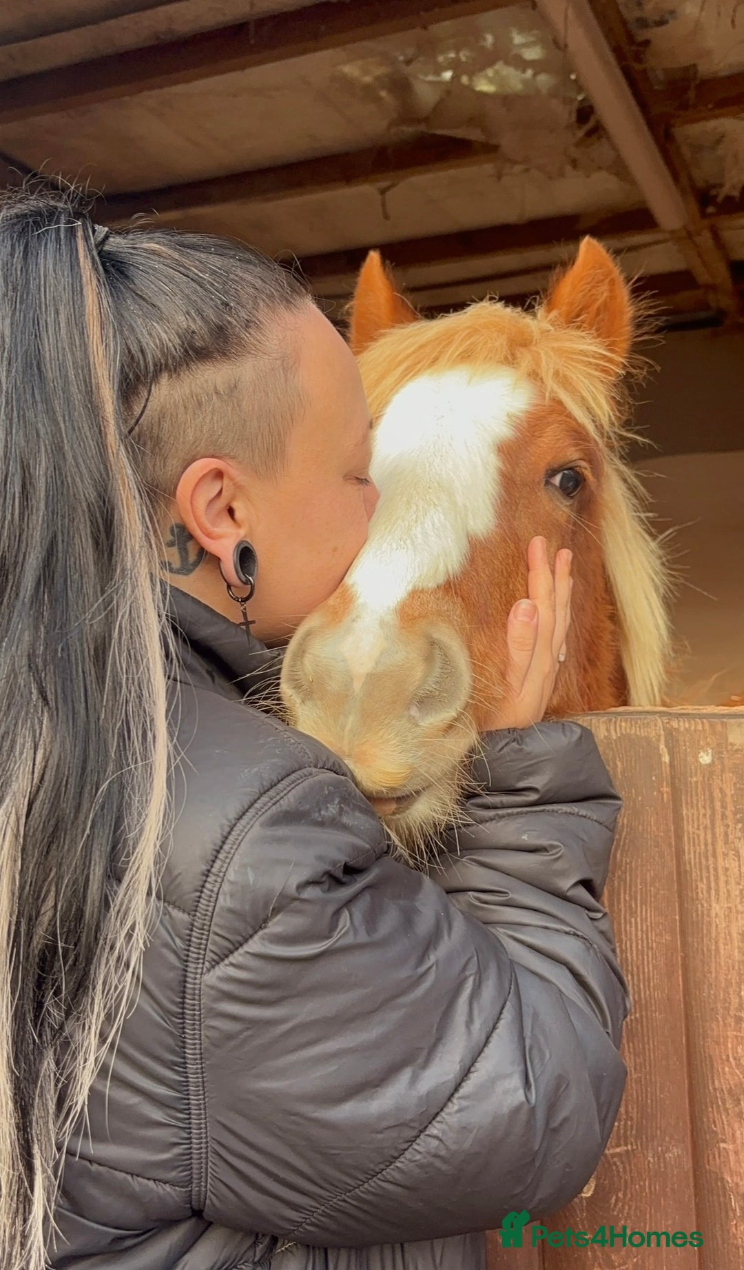 Irish Cob horses for sale: 8 Month Old Chestnut Filly - Advert 5