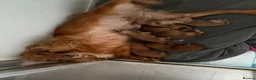 Cocker Spaniel dogs for sale: KC GOLDEN WORKING COCKERS HEALTH TESTED PARENTS !! - Advert 1