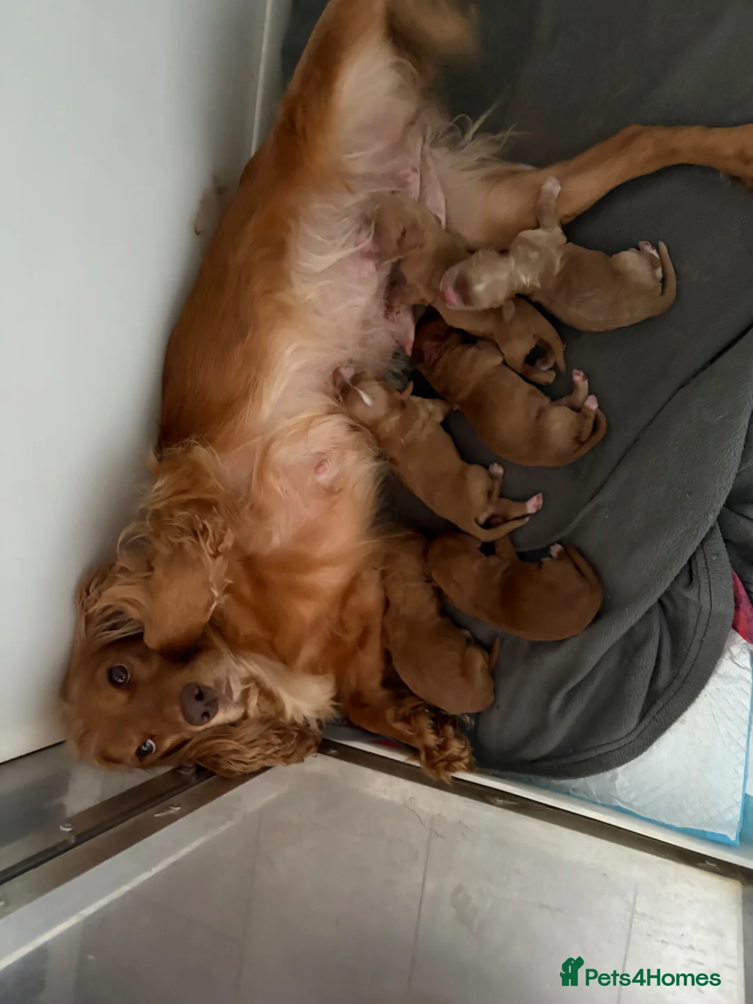 Cocker Spaniel dogs for sale: KC GOLDEN WORKING COCKERS HEALTH TESTED PARENTS !! - Advert 1