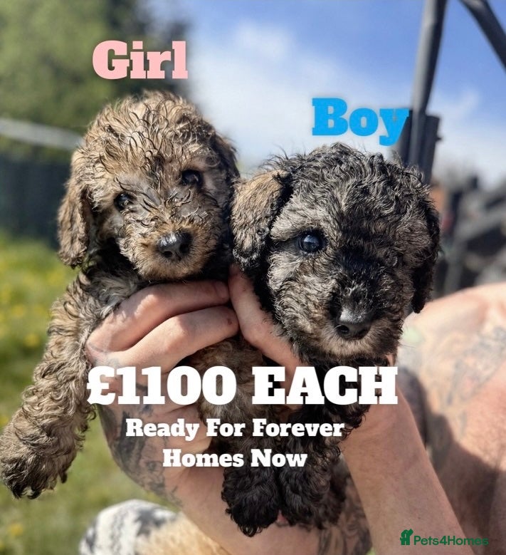 Miniature Poodle dogs Beautiful Mini Toy Poodle Puppies Family Raised 🐾 - Advert 4