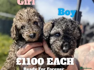 Miniature Poodle dogs Beautiful Mini Toy Poodle Puppies Family Raised 🐾 - Advert 4