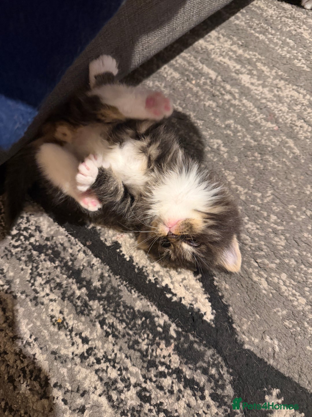 Domestic Shorthair cats for sale: Adorable Kittens - Advert 4