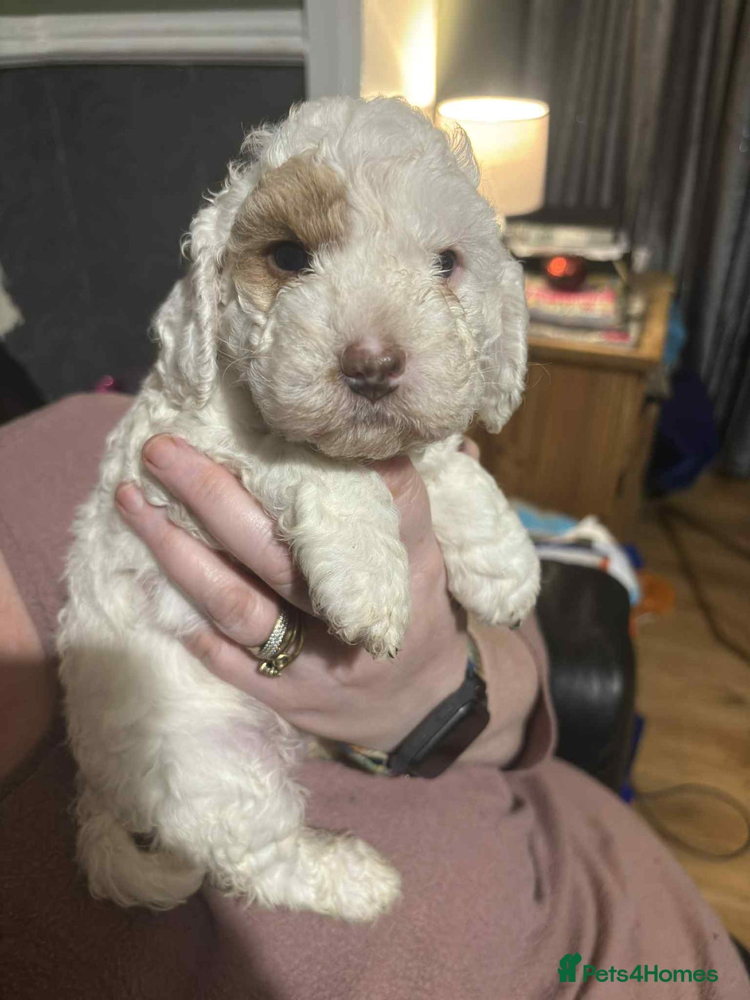 Cockapoo dogs for sale: Only two puppies left! Ready to go 9th December! - Advert 16