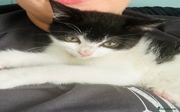 Mixed Breed cats for sale: Kitten for sale - Image 10