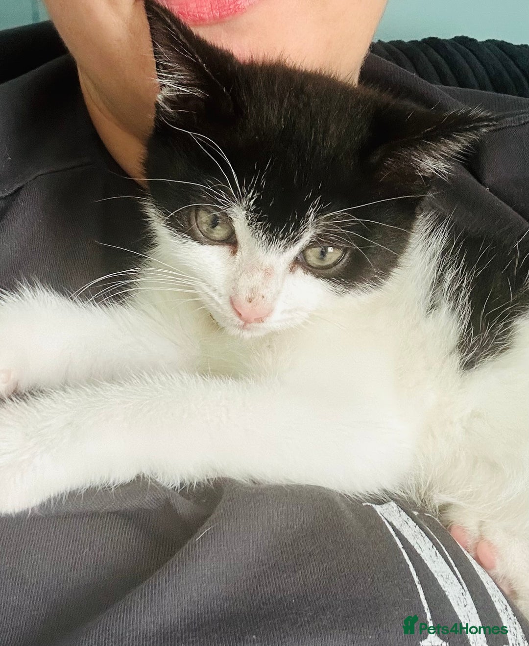 Mixed Breed cats for sale: Kitten for sale - Image 10
