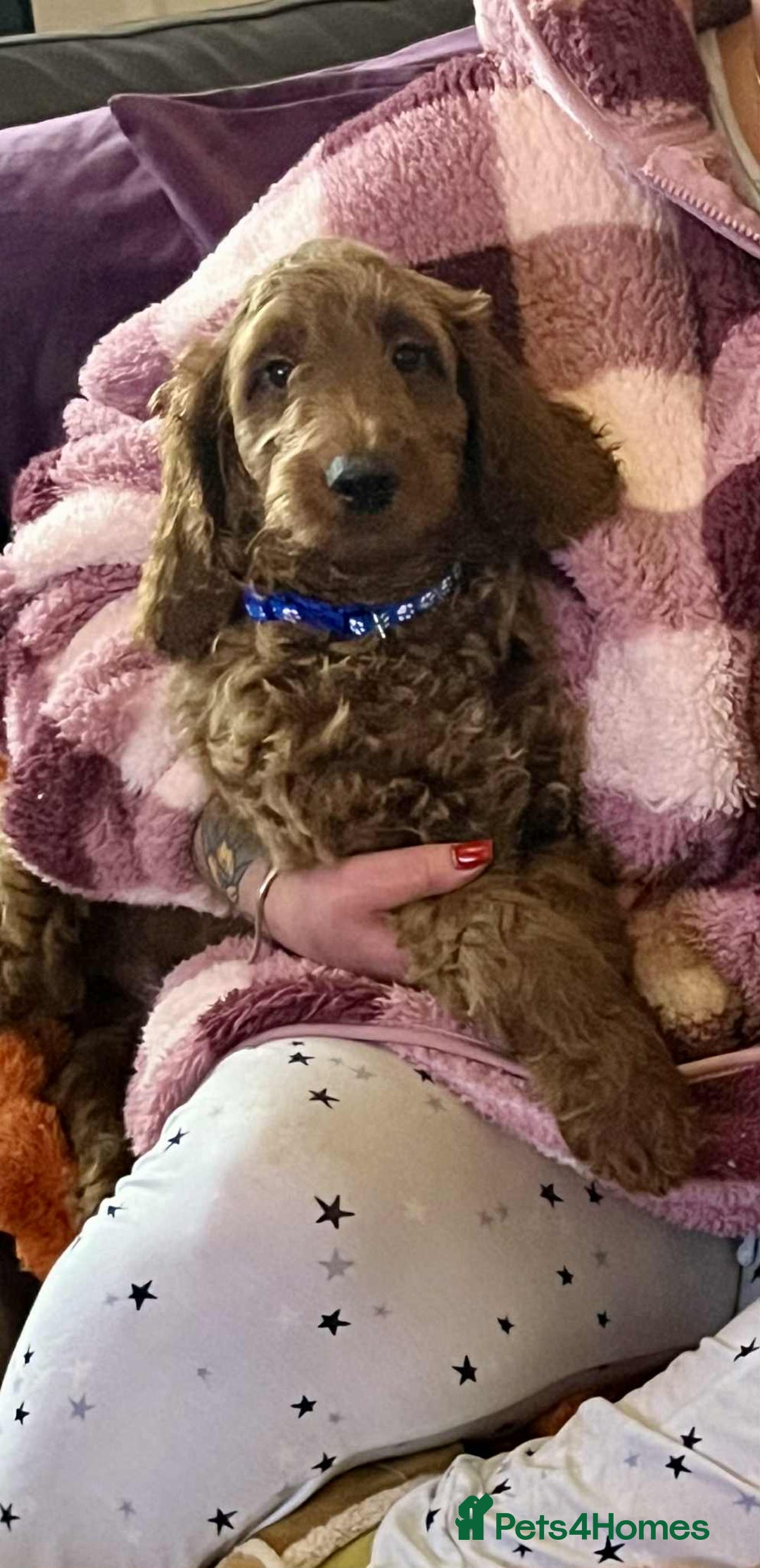 Goldendoodle dogs for sale: 👑Superb Rare Toy/Mini Deepest Red Goldendoodles👑 - Advert 15