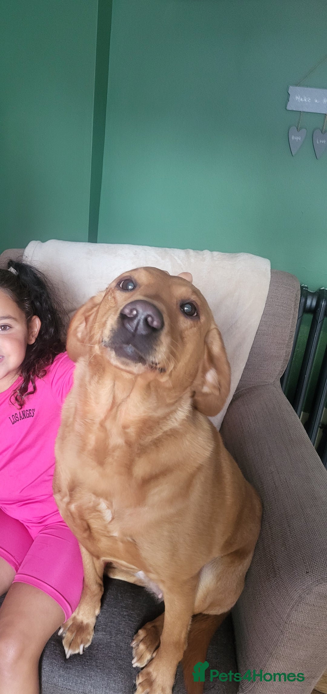 Labrador Retriever dogs for sale: Red labrador working dog  - Advert 1