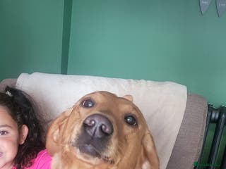 Labrador Retriever dogs Red labrador working dog - Advert 17