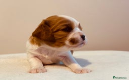 Cavalier King Charles Spaniel dogs for sale: Stunning KC Cavalier King Charles Spaniel Puppies. - Image 20