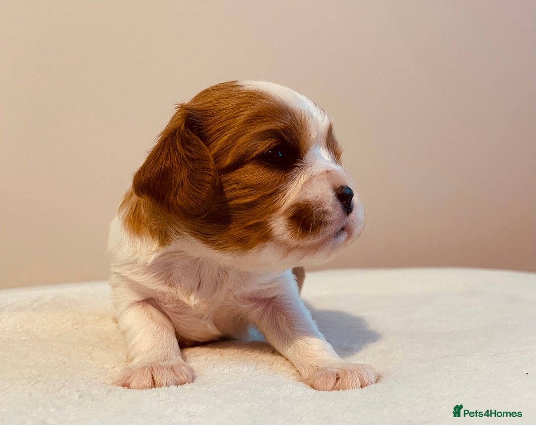 Cavalier King Charles Spaniel dogs for sale: Stunning KC Cavalier King Charles Spaniel Puppies. - Image 20