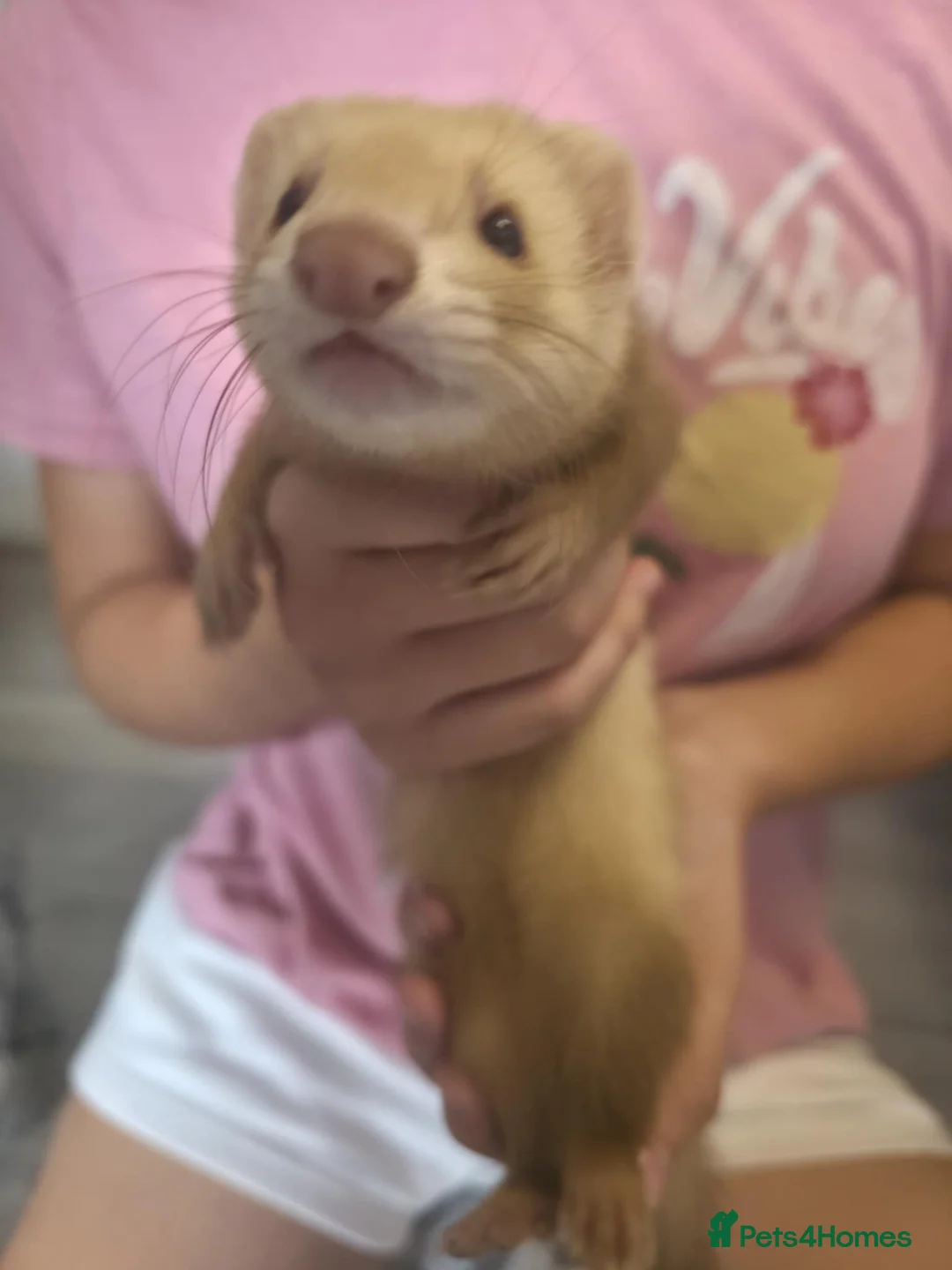 Ferret rodents for sale: 2 Jill's for sale 10weeks old and 8weeks old in Cwmbran - Advert 8