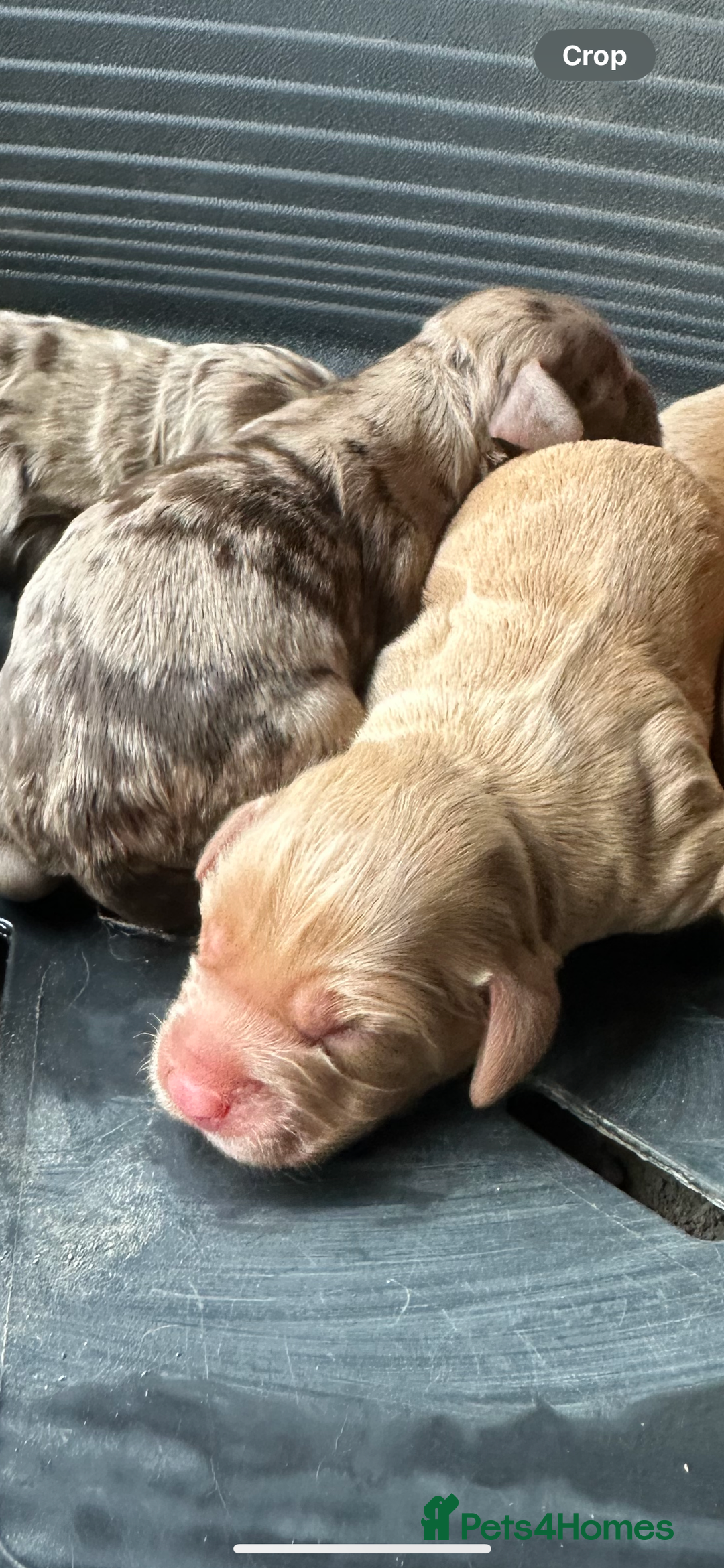 Cocker Spaniel dogs for sale: Cocker spaniel puppies - Image 2