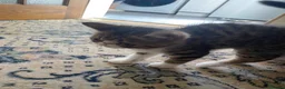 Exotic cats for sale: Lovely Male kitten  - Advert 5