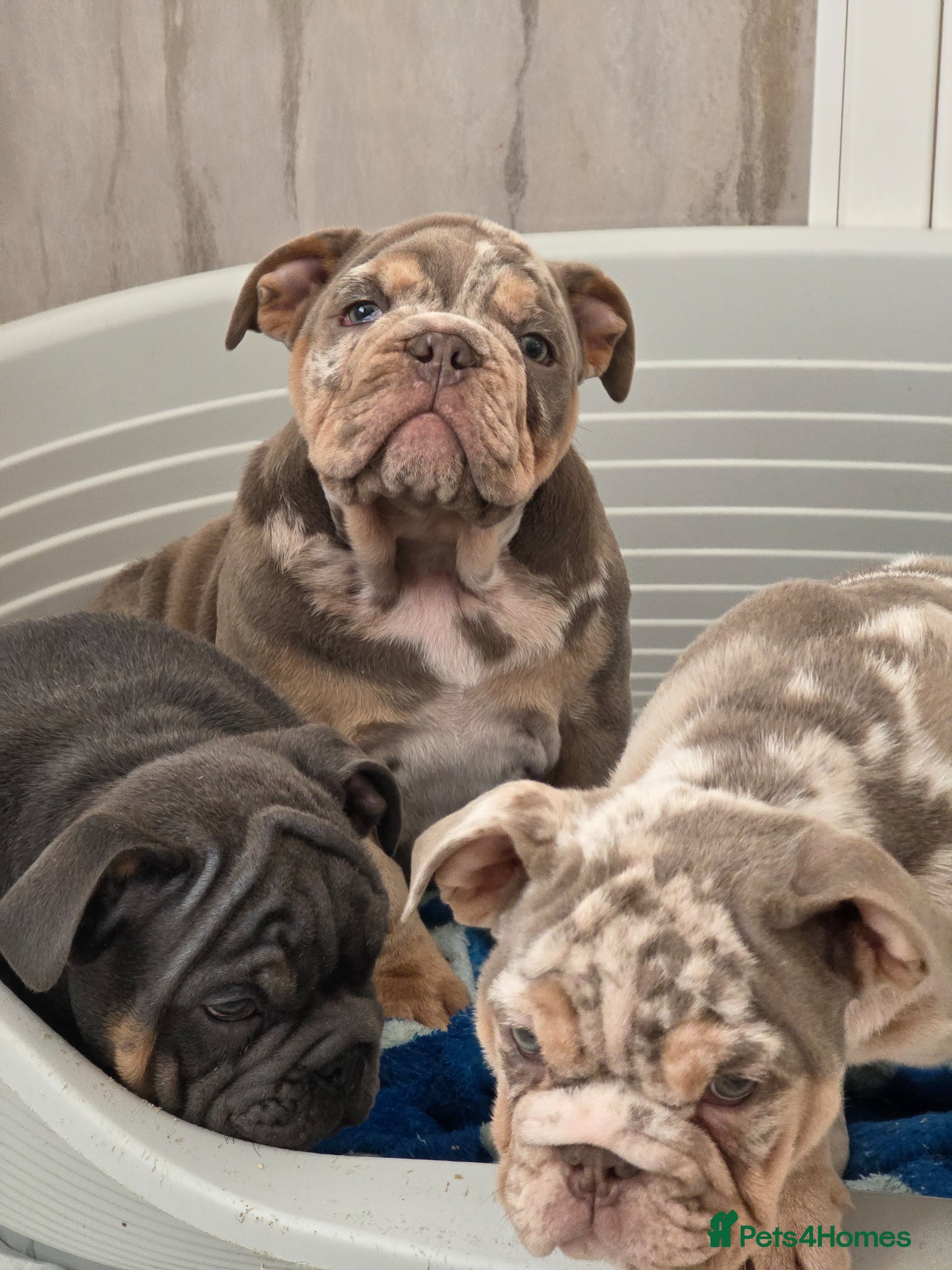 English Bulldog dogs British bulldog pups ready now  - Advert 6
