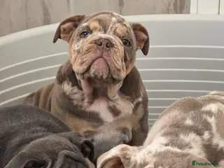 English Bulldog dogs British bulldog pups ready now - Advert 6