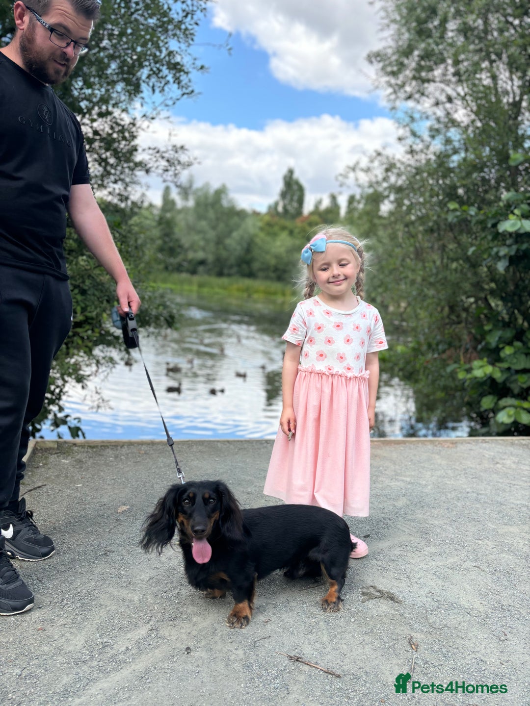 Miniature Dachshund dogs for sale:  long haired miniature dachshund male KC registere - Advert 13