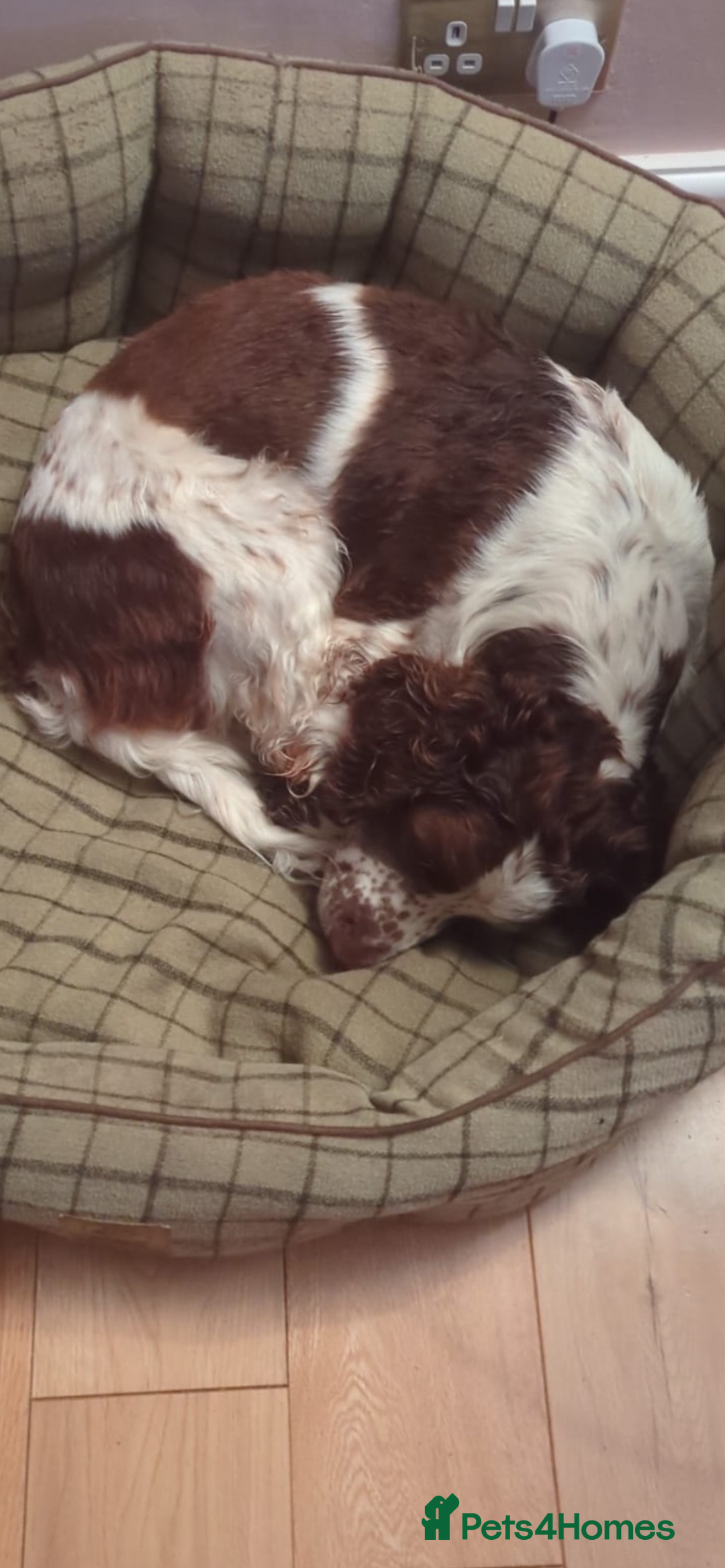 Mixed Breed dogs for sale: Beautiful Sprocker - Advert 2