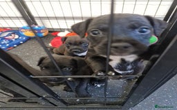 Patterdale Terrier dogs for sale: Patterdale x lakeland  - Image 13