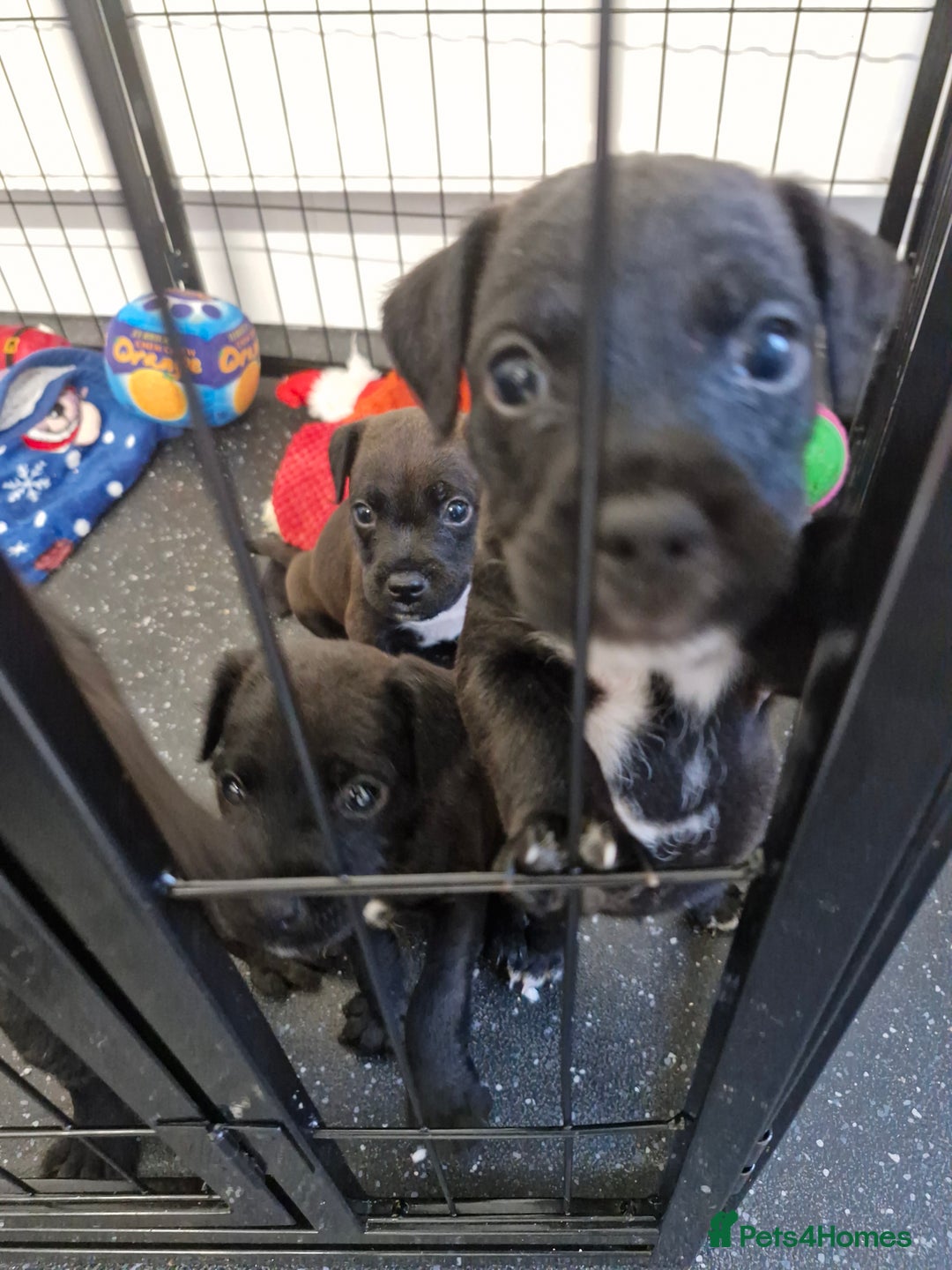 Patterdale Terrier dogs for sale: Patterdale x lakeland  - Image 13